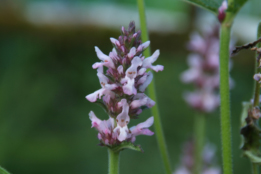 Stachys officinalis 'Rosea'Betonie bestellen